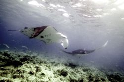 Mantas in the Maldives. 2006. by Chris Wildblood 